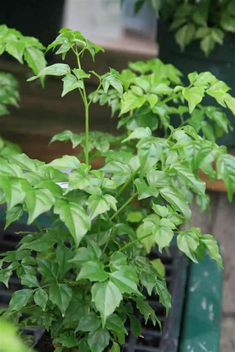 china doll plant cats